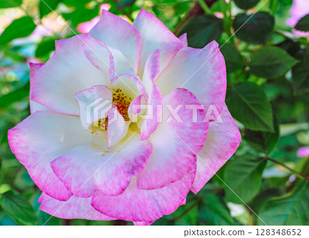 Menuma Roadside Station Rose Garden Rose Flowers 3-2 128348652