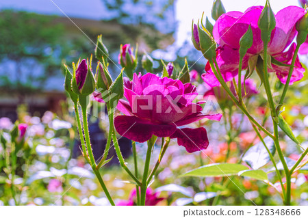 Menuma Roadside Station Rose Garden Rose Flowers 3-23 128348666