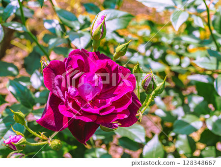 途沼道之站玫瑰園玫瑰花3-24 途沼道之站玫瑰園玫瑰花3-24 128348667