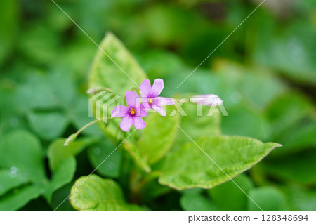 Delicate Purple Flowers Blooming Among Lush Green Leaves 128348694