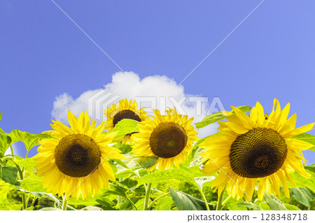 Sunflower shining in the blue sky 128348718