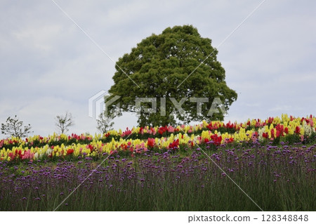 公園場景:一株三英尺高的紫色馬鞭草、一片色彩繽紛的金魚草花田和一棵綠樹 公園場景:一株三英尺高的紫色馬鞭草、一片色彩繽紛的金魚草花田和一棵綠樹 128348848