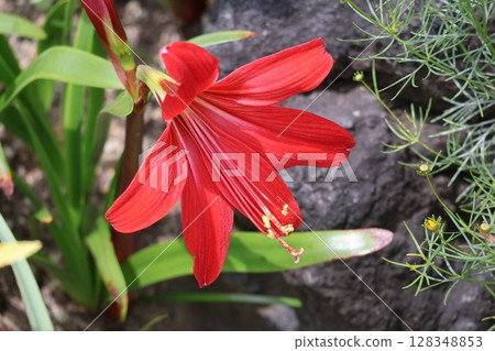 紅色花瓣的孤挺花的特寫視圖 128348853