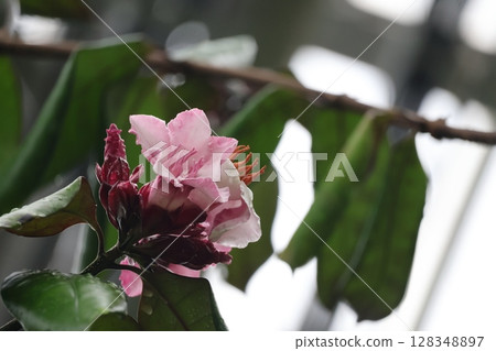 Scenery of a branch of blooming laurel tree flowers with green leaves and pink and white petals Scenery of a branch of blooming laurel tree flowers with green leaves and pink and white petals 128348897