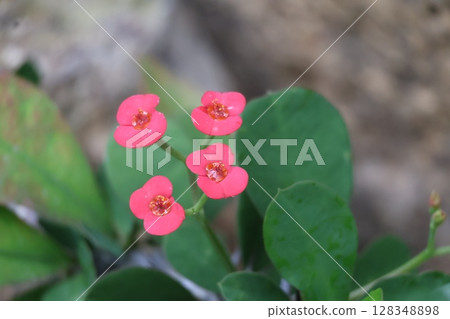 綠葉和橙色花瓣的大戟屬植物花的景觀 綠葉和橙色花瓣的大戟屬植物花的景觀 128348898