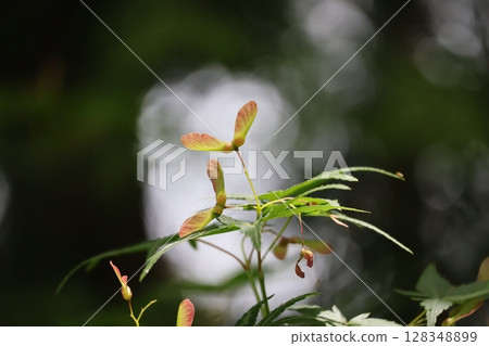 楓樹種子枝如直升機機翼般生長的景觀 128348899