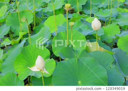 Tenpyo-no-Oka Park Lotus Pond Tenpyo-no-Oka Park Lotus Pond 128349019