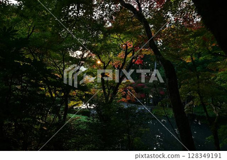 Autumn leaves of Tamba Sasayama Autumn leaves of Tamba Sasayama 128349191