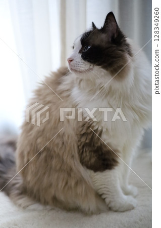 A cat looking up 128349260