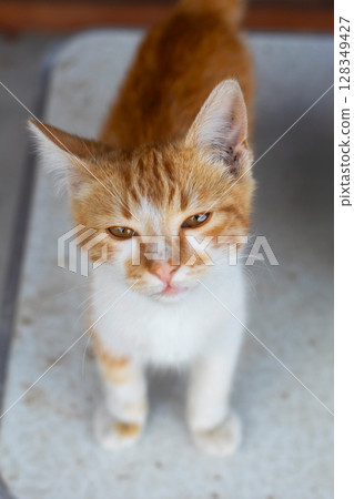 squinting small ginger and white stray kitten squinting small ginger and white stray kitten 128349427