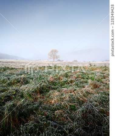 Lonely tree and lush green grass covered by morning frost Lonely tree and lush green grass covered by morning frost 128349428