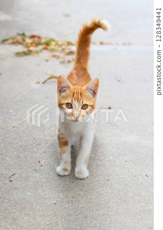 Small stray kitten, ginger and white on the street 128349441