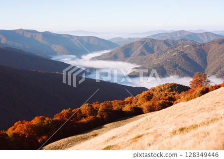 Red beech forest and morning fog in autumn mountains Red beech forest and morning fog in autumn mountains 128349446