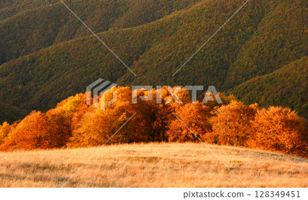 Setting sun illuminates red-leaved beech trees across autumn mountain slopes Setting sun illuminates red-leaved beech trees across autumn mountain slopes 128349451