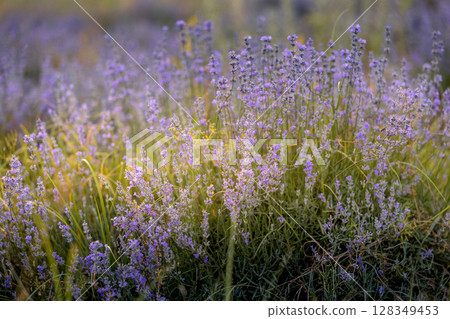 Purple lavender field close-up Purple lavender field close-up 128349453