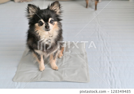 Cool your pet dog with a pet cooling mat - Chihuahua - Summer material Cool your pet dog with a pet cooling mat - Chihuahua - Summer material 128349485
