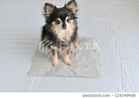 Cool your pet dog with a pet cooling mat - Chihuahua - Summer material 128349486