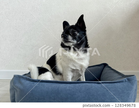 Chihuahua is the smallest black and white dog in the world. High quality photo 128349678