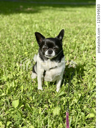 Chihuahua is the smallest black and white dog in the world for a walk in summer. High quality photo Chihuahua is the smallest black and white dog in the world for a walk in summer. High quality photo 128349683