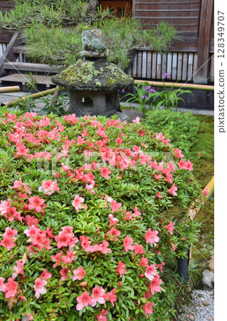 Azaleas at Enkoji Temple 128349707