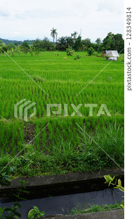 A wide valley covered with rice terraces and rice paddies and a distant volcano under a blue sky in Bali. 128349814
