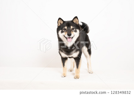 Smiling Mameshiba Sheri on a white background 128349832