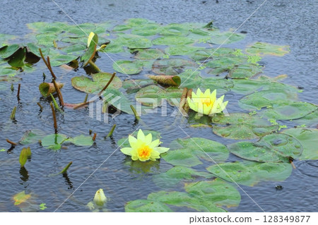 睡蓮池（雨季影像） 128349877