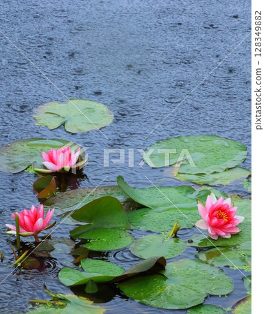 睡蓮池（雨季影像，垂直構圖） 128349882