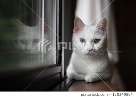 Odd-eyed white cat relaxing by the window 128349894