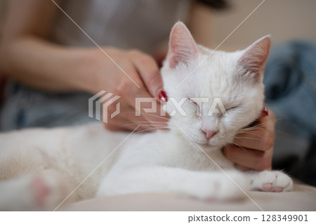 A white cat and its owner relaxing at home 128349901