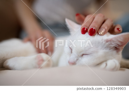 一隻白貓和它的主人在家休息 128349903