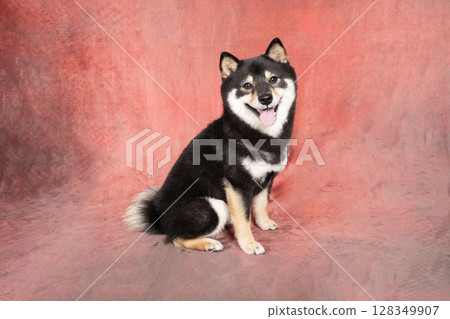 Red Murabag and smiling Mameshiba 128349907