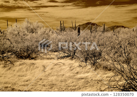 Sonora Desert Arizona in Infrared 128350070