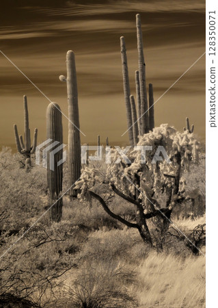Sonora Desert Arizona in Infrared 128350071
