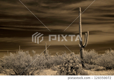 Sonora Desert Arizona in Infrared Sonora Desert Arizona in Infrared 128350072