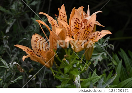 Lily of the valley flowers blooming in midsummer 128350571