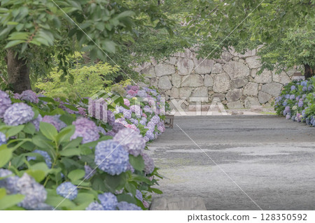 舞鶴公園的一條小路,周圍環繞著盛開的繡球花 舞鶴公園的一條小路,周圍環繞著盛開的繡球花 128350592