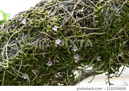 蜈蚣生長在樹上 蜈蚣生長在樹上 128350606