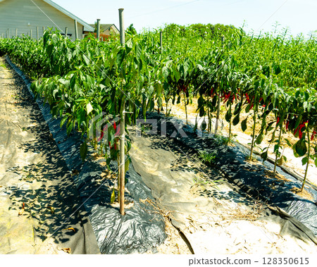 Red pepper grows in the garden, nature. 128350615