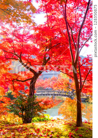 Autumn leaves at Eikando Temple, Kyoto 128350875