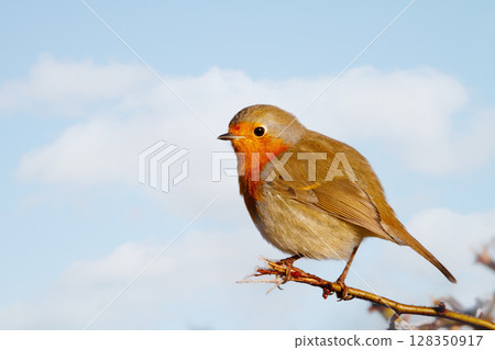 Portrait of European robin perched on a tree branch Portrait of European robin perched on a tree branch 128350917
