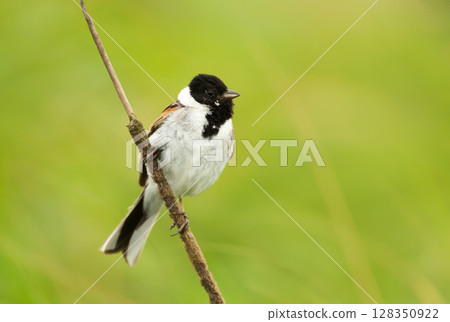 Portrait of a common reed bunting in a meadow Portrait of a common reed bunting in a meadow 128350922