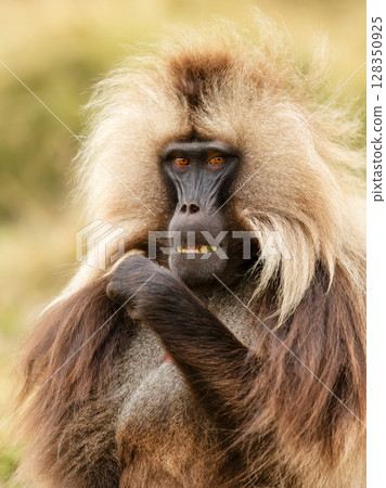 Adult male gelada monkey sitting in grassland in Ethiopian highlands 128350925