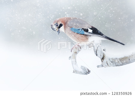 Eurasian jay perched on a tree branch in the falling snow 128350926