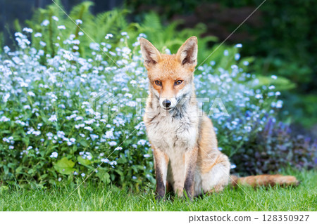 Red fox sitting on green grass in a garden with forget-me-nots, UK Red fox sitting on green grass in a garden with forget-me-nots, UK 128350927