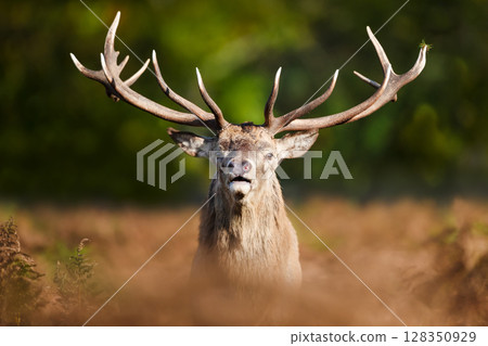 Portrait of a red deer stag during the rut in autumn Portrait of a red deer stag during the rut in autumn 128350929