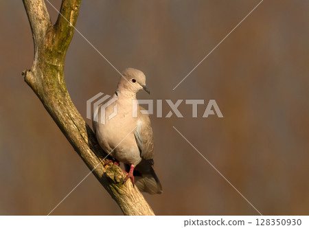 Eurasian collared dove perched on a tree branch Eurasian collared dove perched on a tree branch 128350930