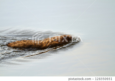 Close-up of a European water vole swimming in a pond Close-up of a European water vole swimming in a pond 128350931