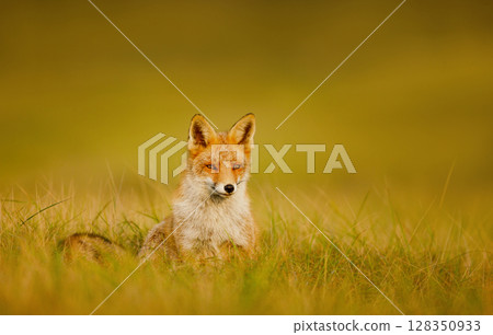 Red fox sitting in a meadow during a golden sunset Red fox sitting in a meadow during a golden sunset 128350933