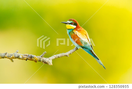 Colorful European bee-eater perched on branch during summer 128350935
